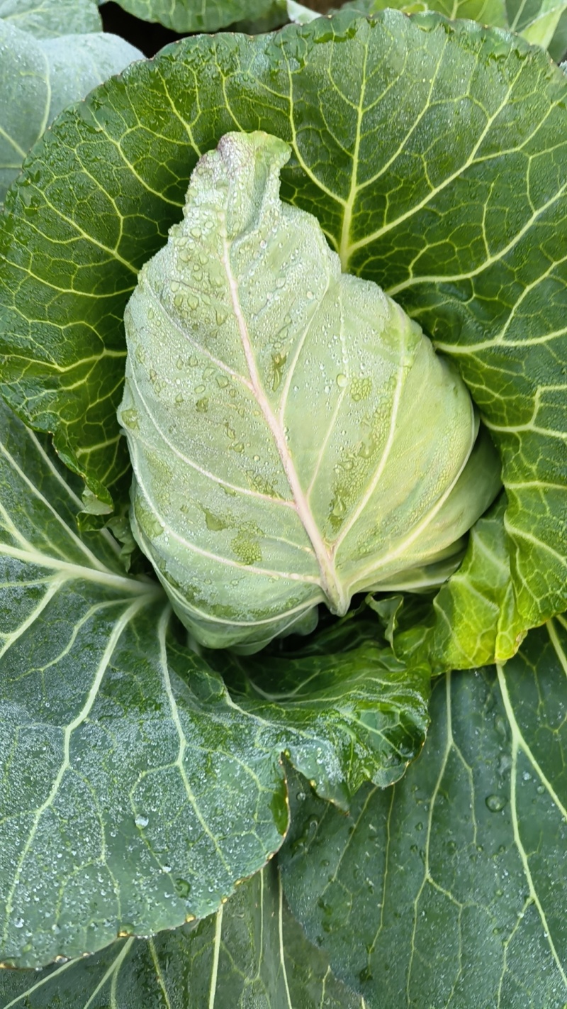 牛心包菜