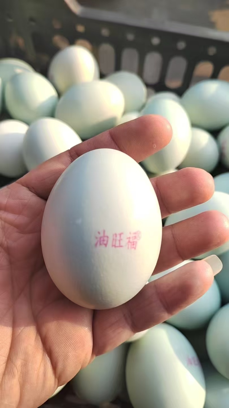 批发咸鸭蛋