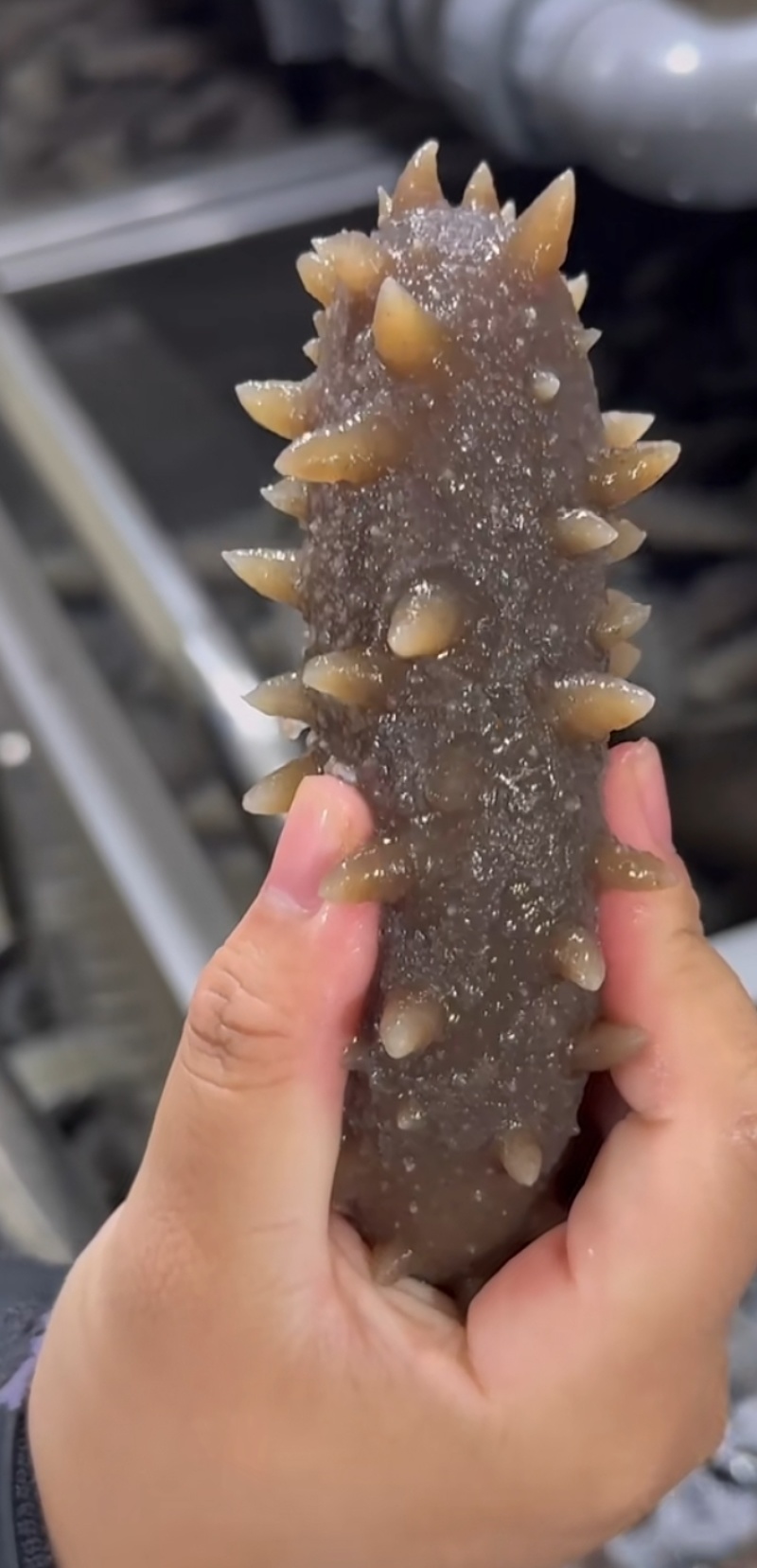 威海刘公岛大海参