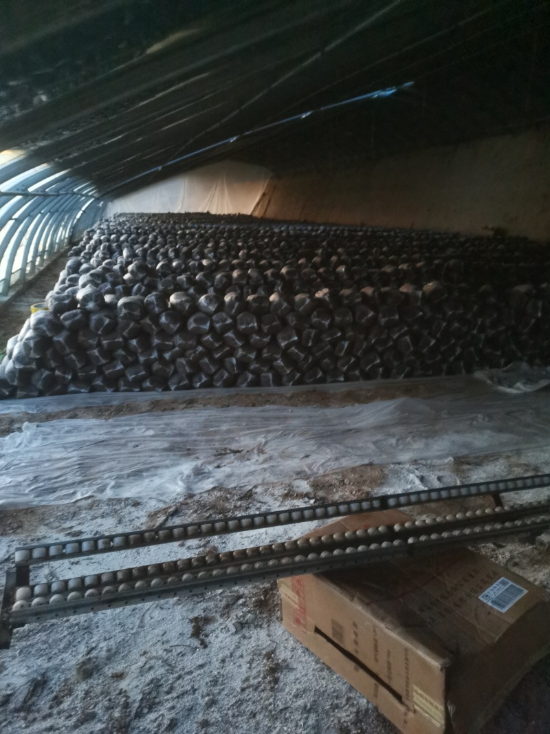 平菇菌棒