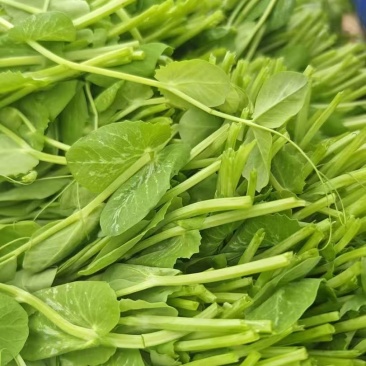 贵州优品豌豆尖