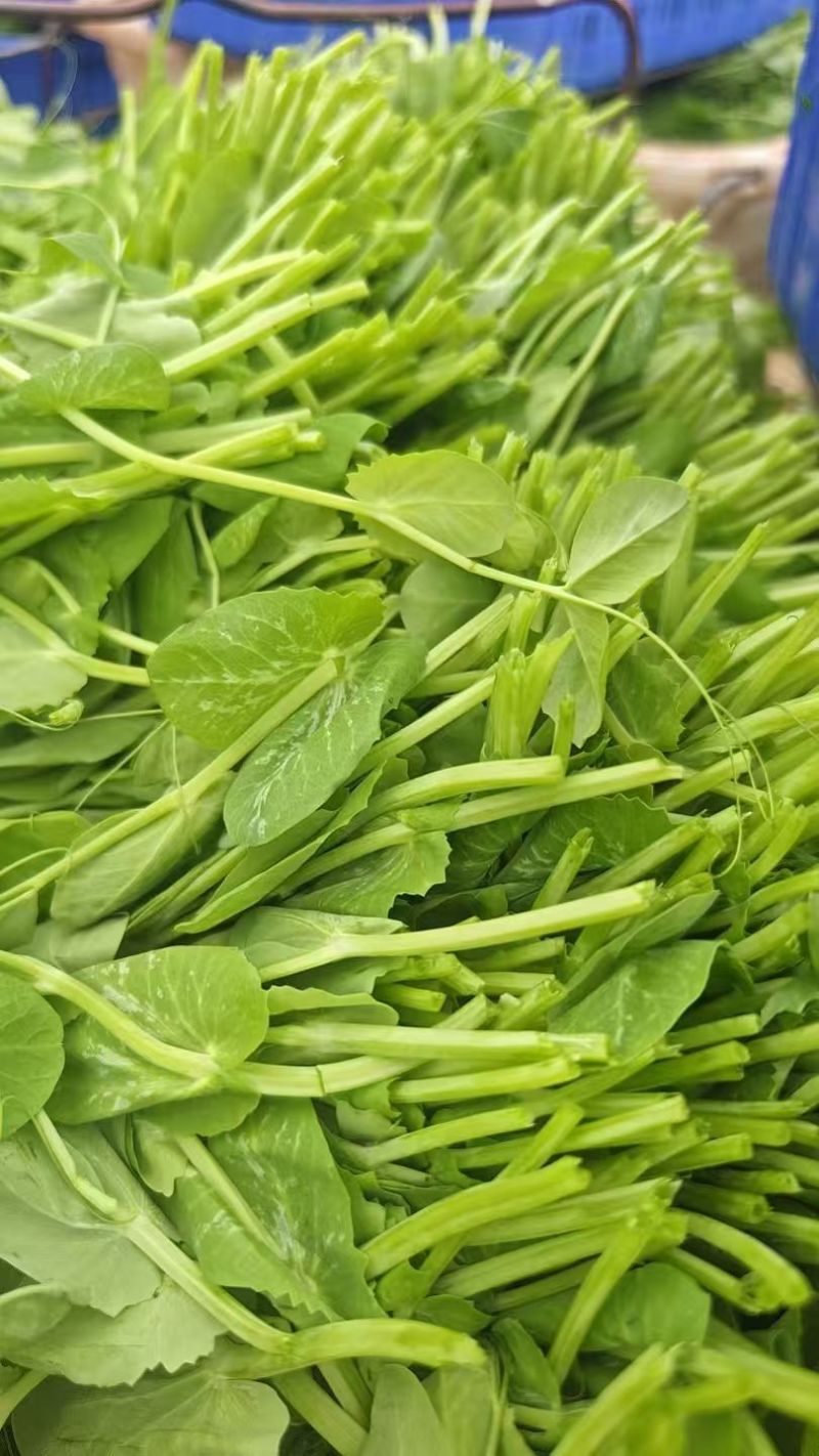 贵州优品豌豆尖