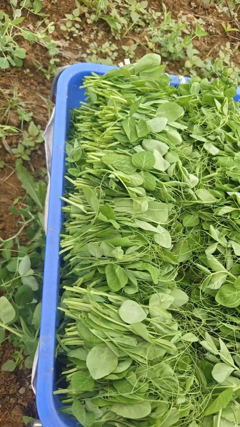 贵州优品豌豆尖