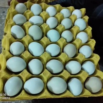 正宗土鸡蛋批发