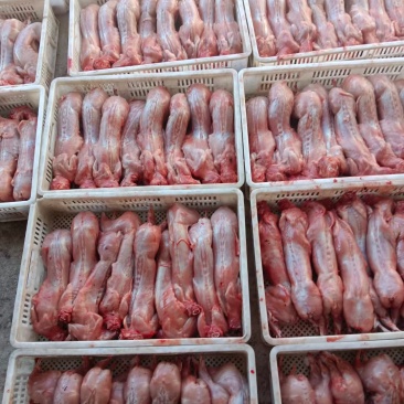 生的兔子肉