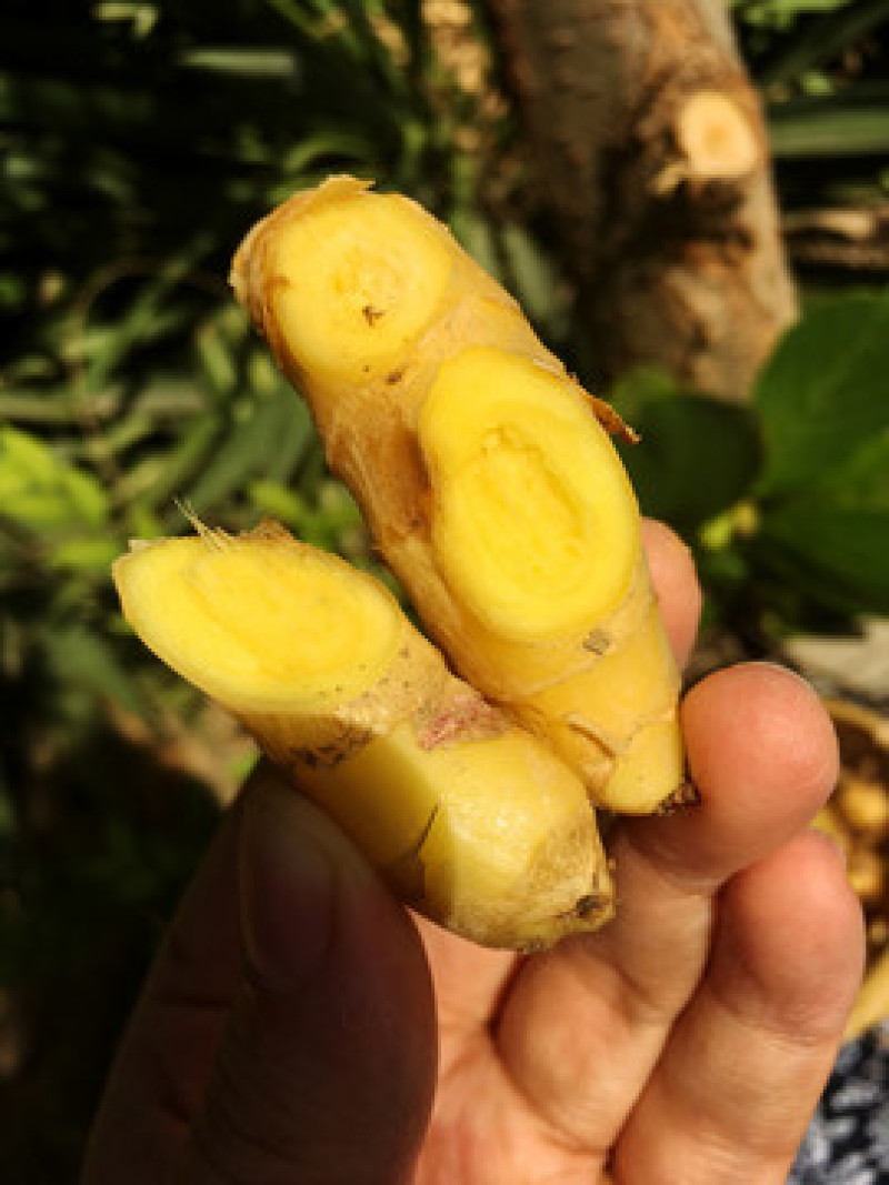 高原小黄姜，良大价优