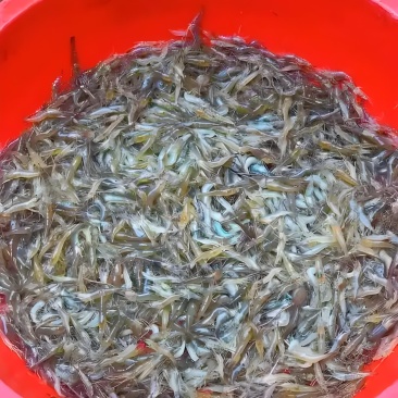 小河虾，跳跳虾
