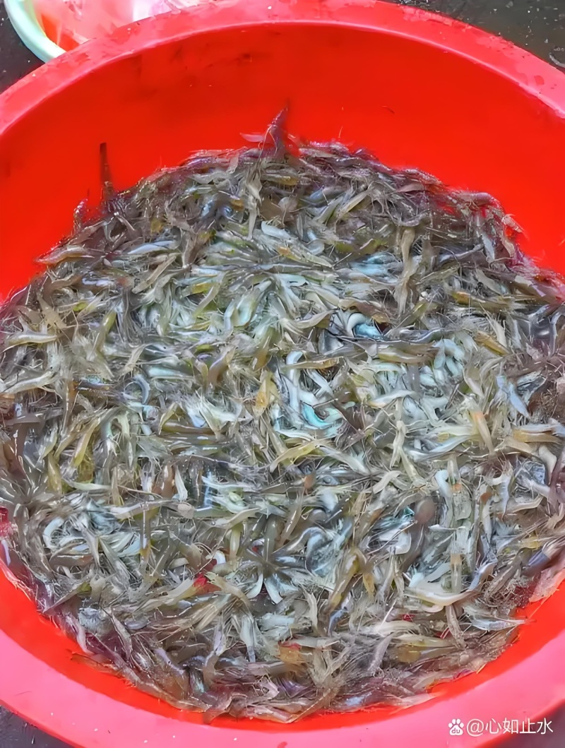小河虾，跳跳虾