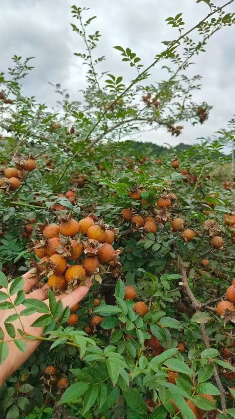 金刺梨汁
