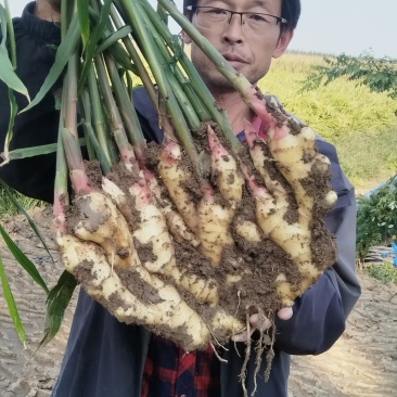 平度崔家集镇西双庙村精品大姜