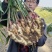 平度崔家集镇西双庙村精品大姜