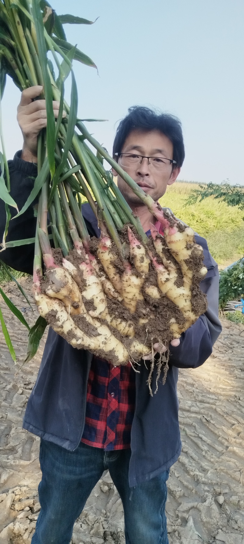 平度崔家集镇西双庙村精品大姜