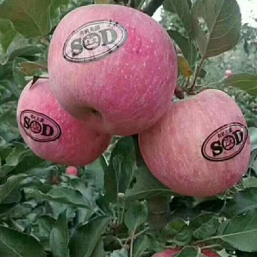 苹果