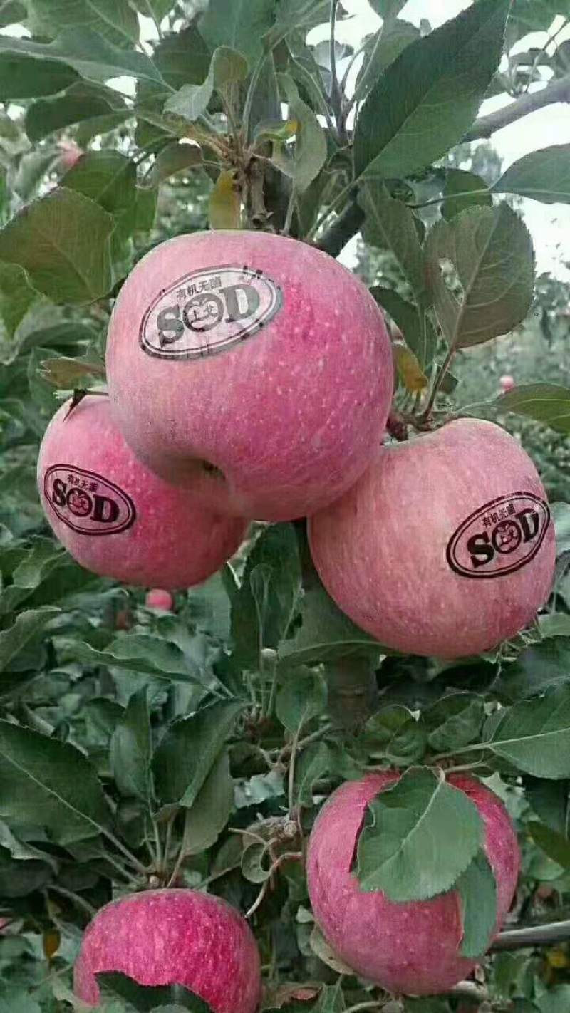 苹果