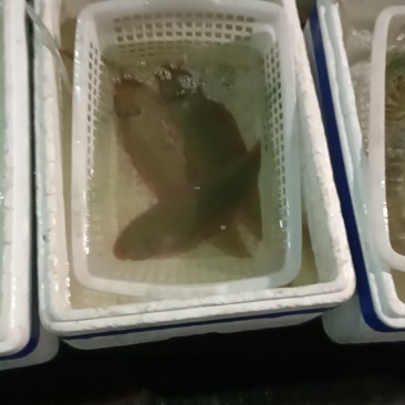 龙利鱼
