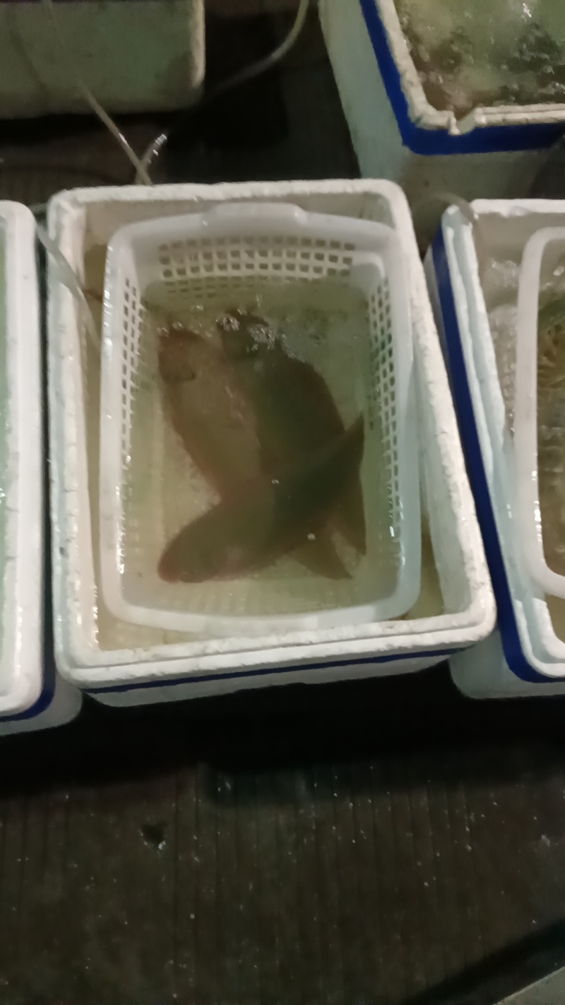 龙利鱼