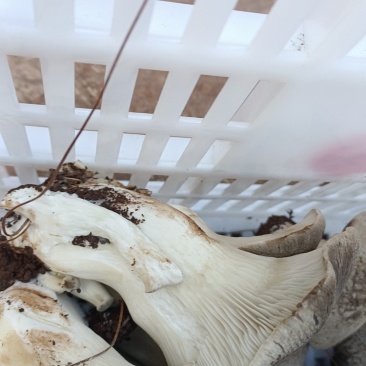 禄劝彝族苗族自治县人工种植灰虎掌菌