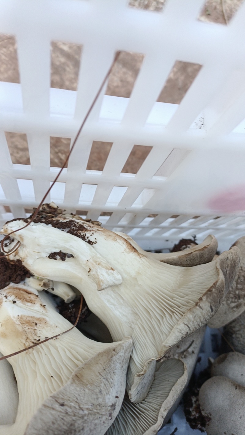 禄劝彝族苗族自治县人工种植灰虎掌菌
