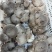 禄劝彝族苗族自治县人工种植灰虎掌菌