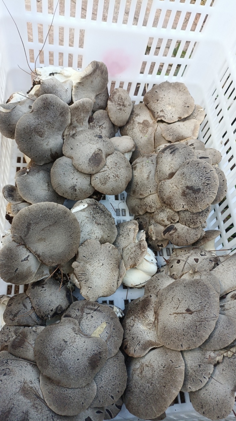 禄劝彝族苗族自治县人工种植灰虎掌菌