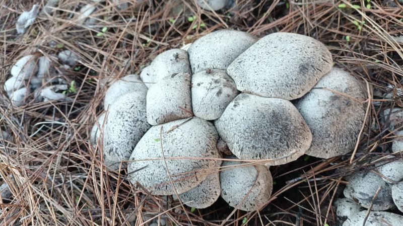 禄劝彝族苗族自治县人工种植灰虎掌菌