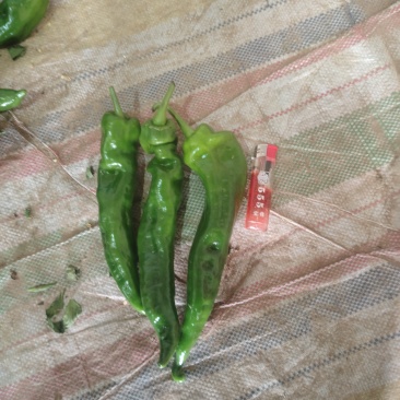 大荔县螺丝椒
