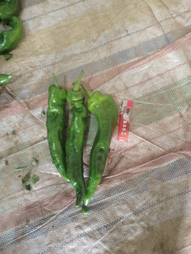 大荔县螺丝椒