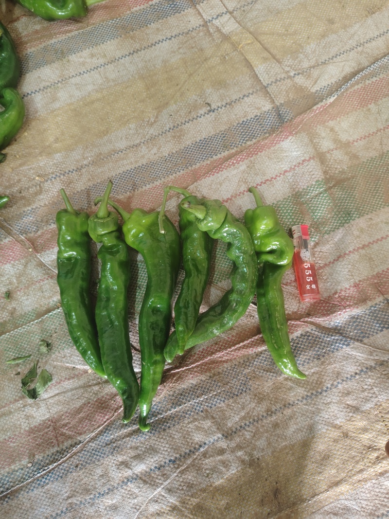 大荔县螺丝椒