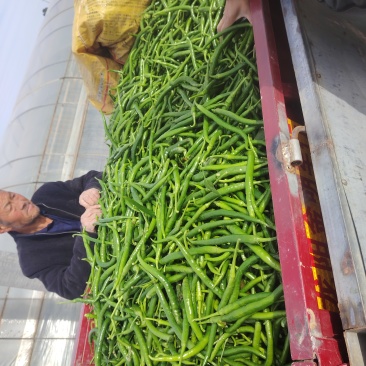 大荔县精品线椒