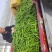 大荔县精品线椒