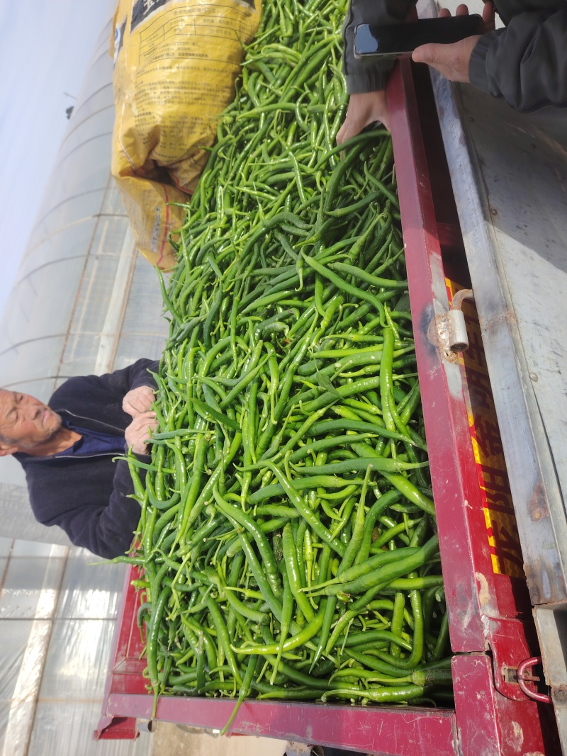 大荔县精品线椒