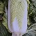 北京3号大白菜