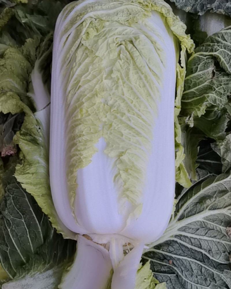 北京3号大白菜