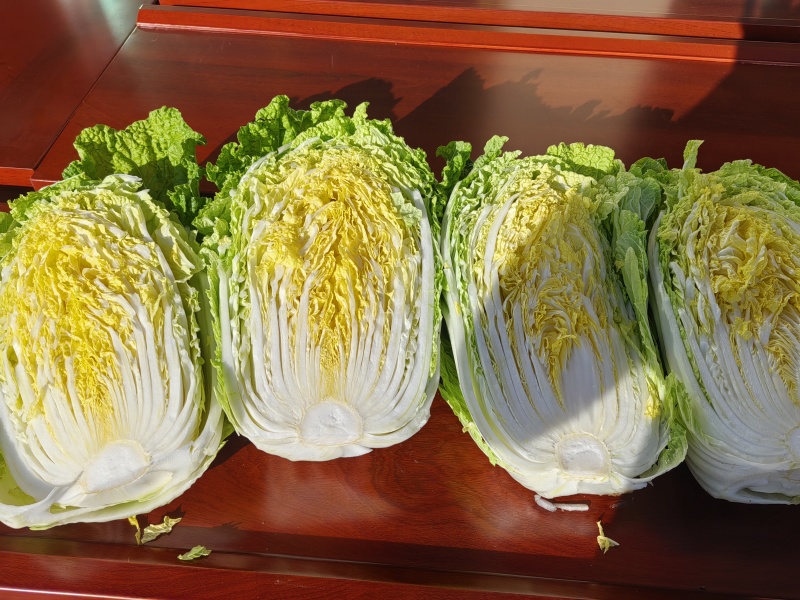 京格美兰黄心大白菜