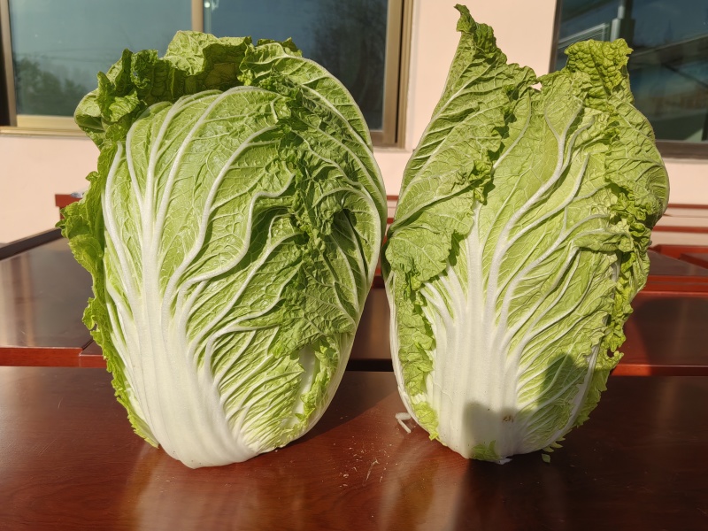 京格美兰黄心大白菜