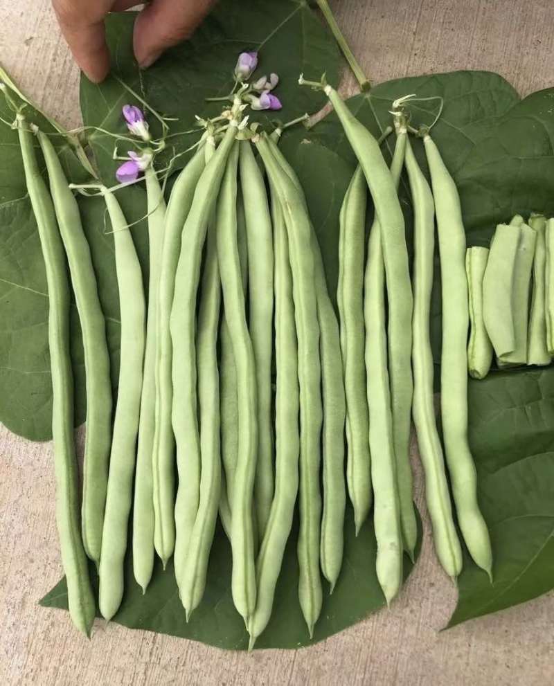 基地直发量大价优接各种品级货一手价格