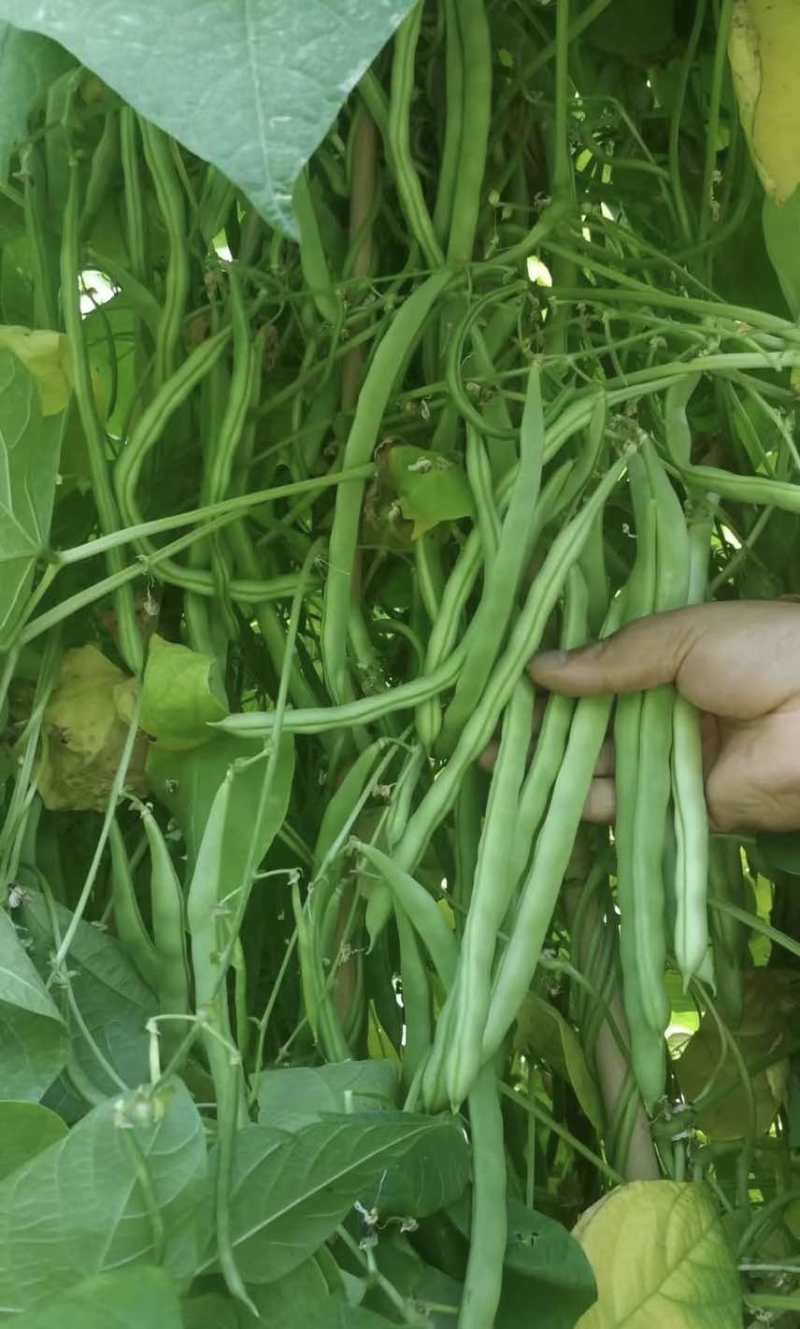 基地直发量大价优接各种品级货一手价格