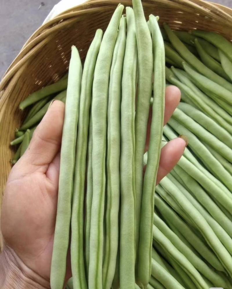 基地直发量大价优接各种品级货一手价格