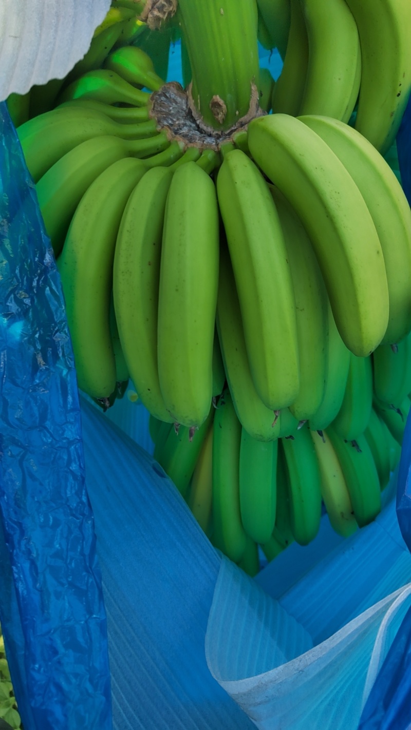 香蕉