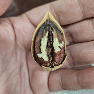 碧根果新果，2025新货，现货充足，颗颗饱满，可电商和商超