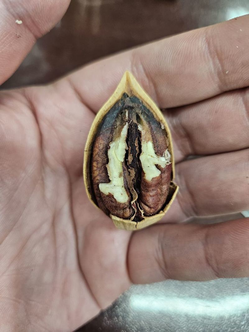 碧根果新果，2025新货，现货充足，颗颗饱满，可电商和商超