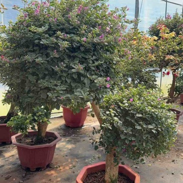 彩色嫁接三角梅树
