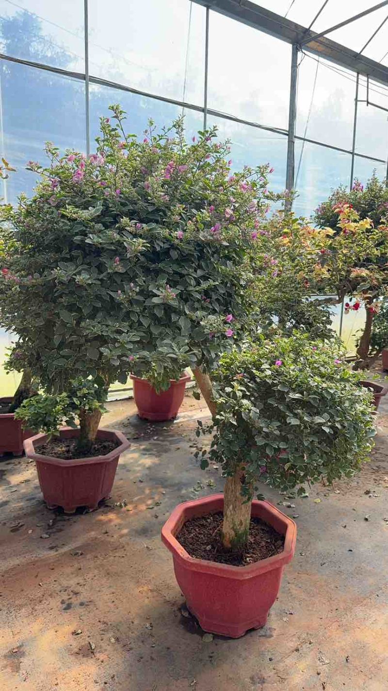 彩色嫁接三角梅树