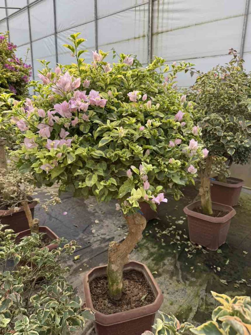 彩色嫁接三角梅树