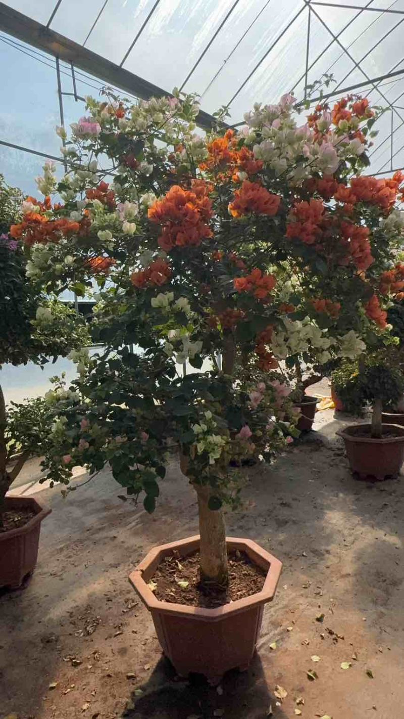 彩色嫁接三角梅树