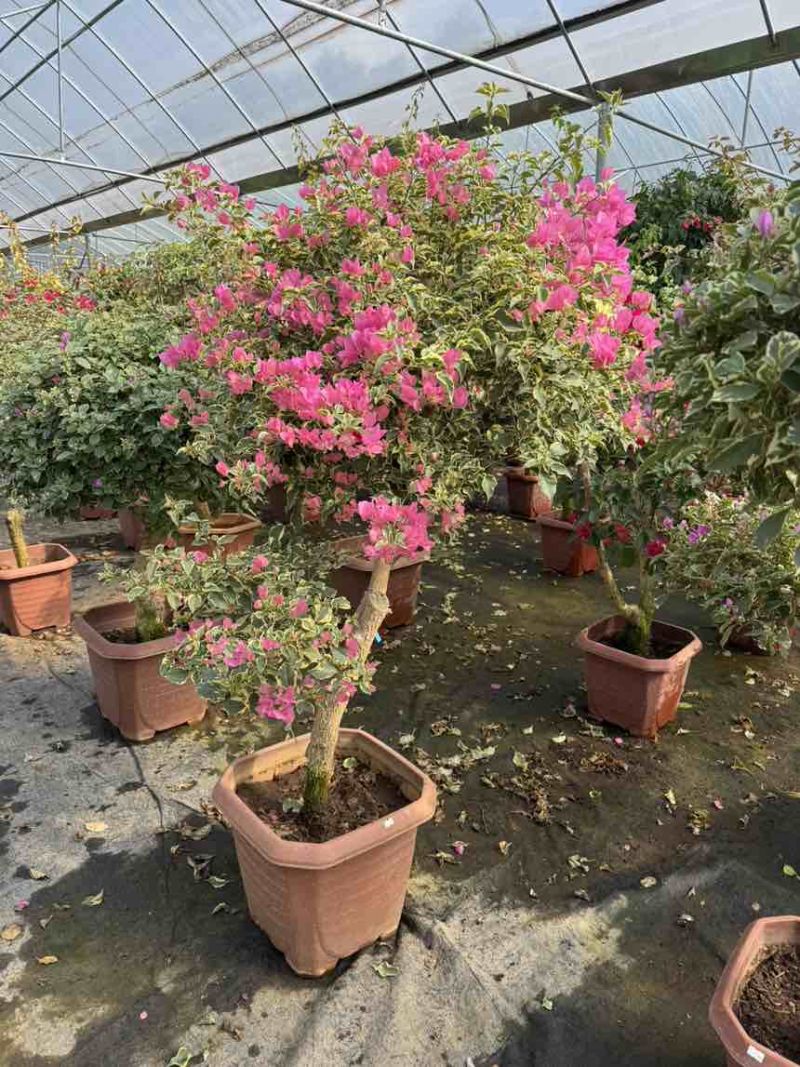 彩色嫁接三角梅树