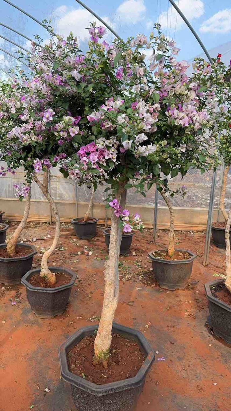彩色嫁接三角梅树