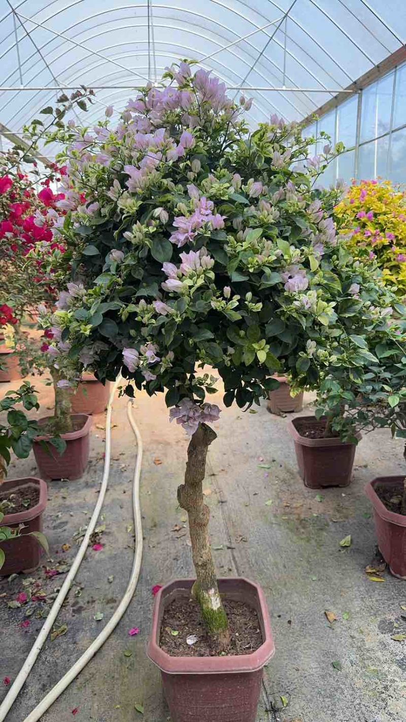 彩色嫁接三角梅树