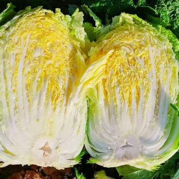 黄心白菜规格345嘎嘎精品