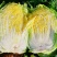 黄心白菜规格345嘎嘎精品